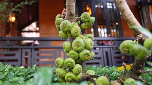 A tree with clusters of green, unripe fruits. - Betel Garden Villas (Da Nang)