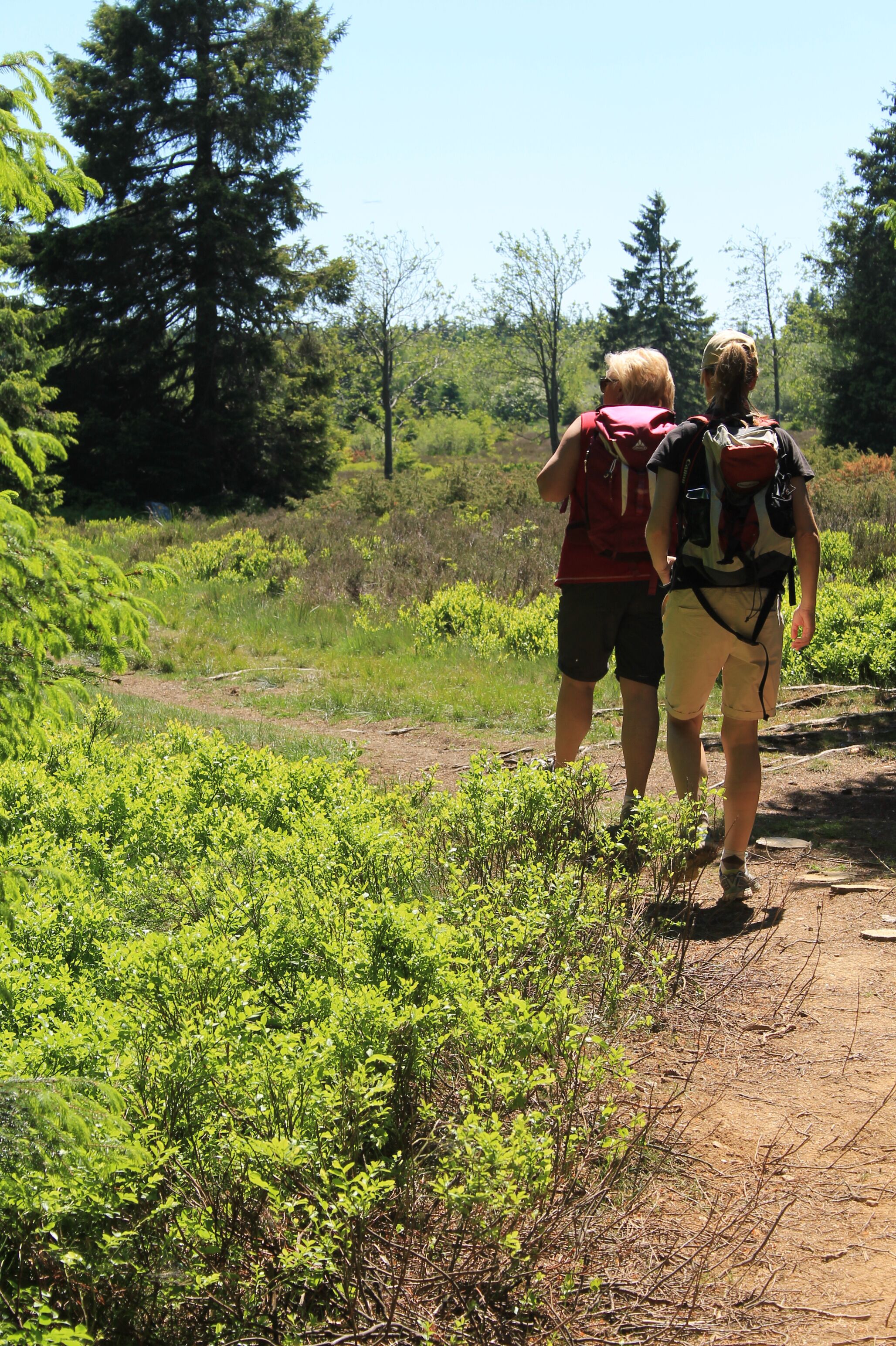 Two hikers on a forest trail with dense greenery and tall trees in the background.