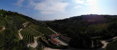 A vineyard with terraced fields and a building with a tiled roof.