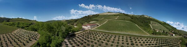 A vineyard with rows of grapevines and a building on a hill.