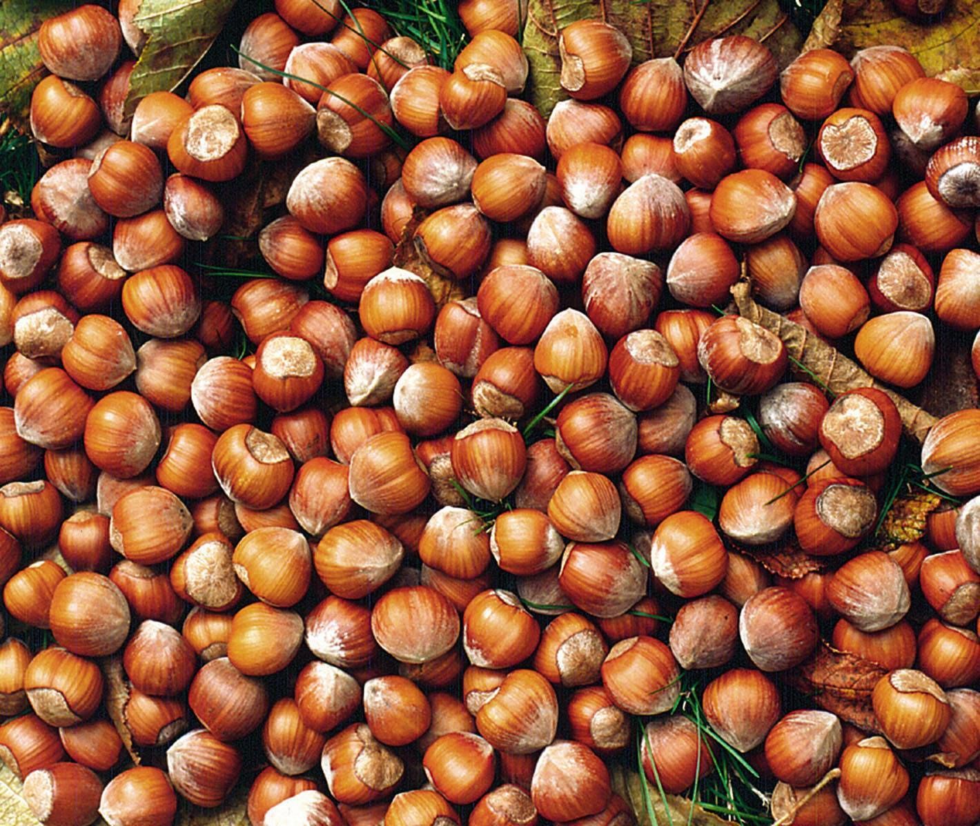 A large quantity of hazelnuts.