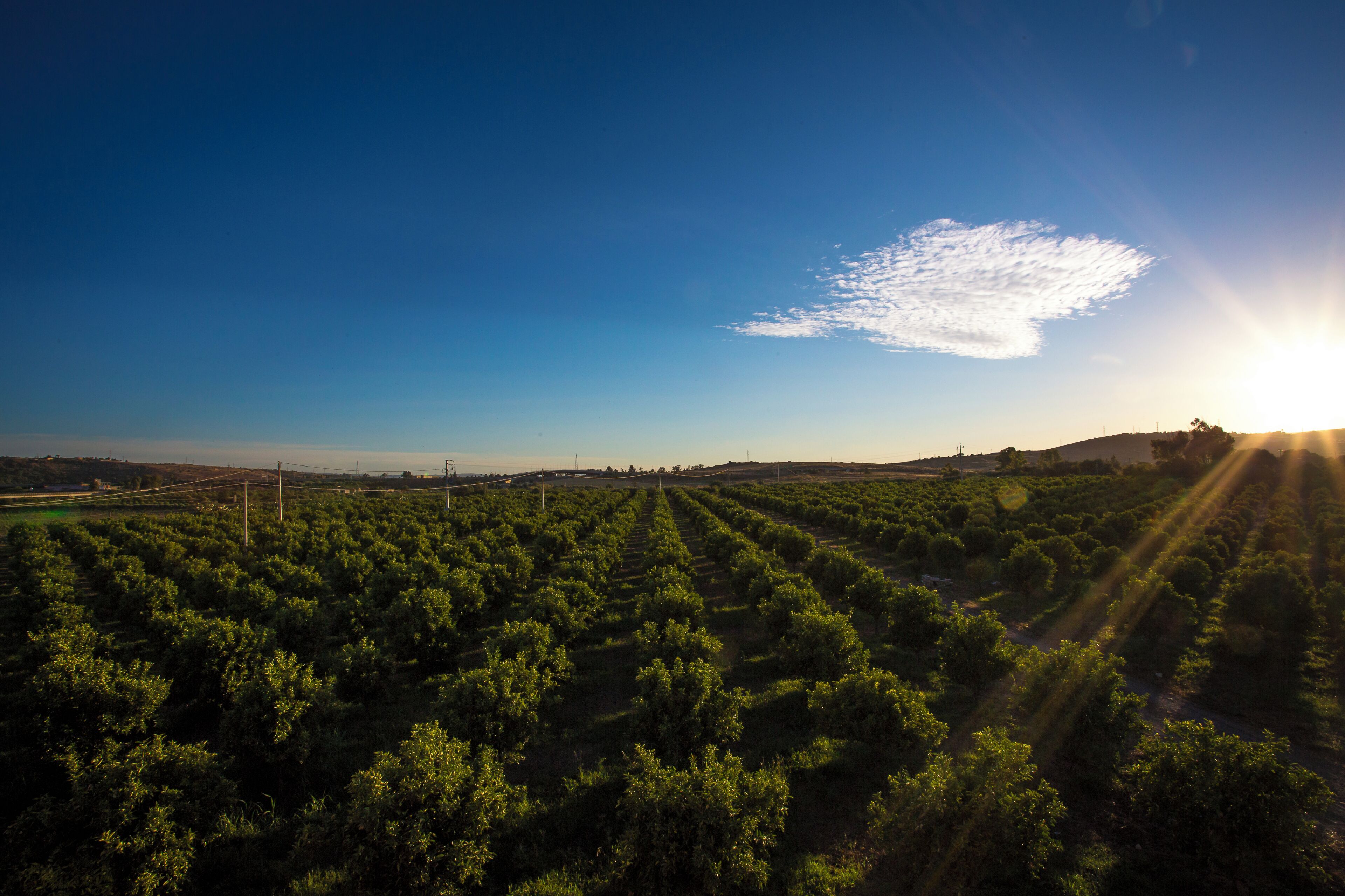 A vineyard with rows of grapevines under a clear sky.