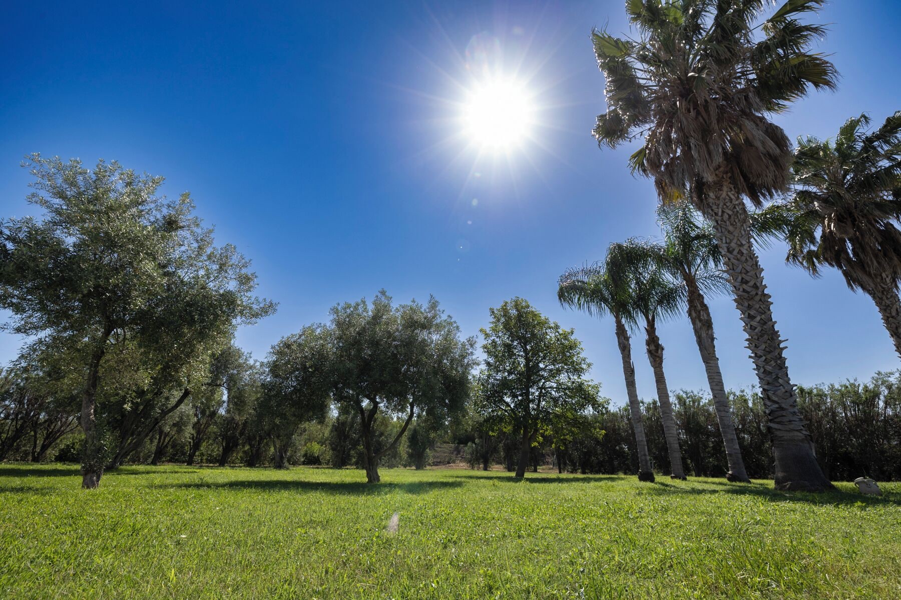A sunny park with green grass, trees, and a clear blue sky.
