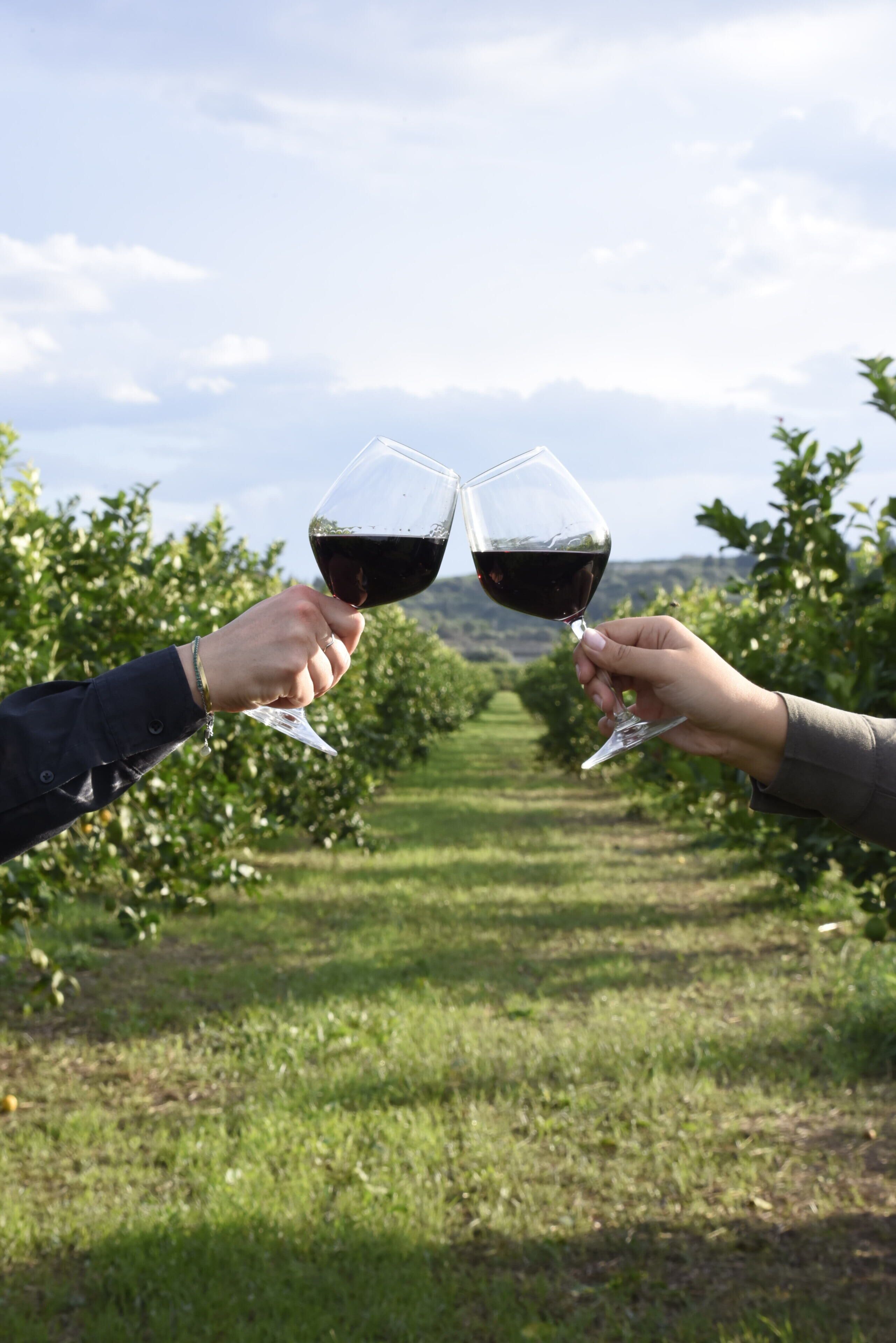 Two hands holding wine glasses in a vineyard.