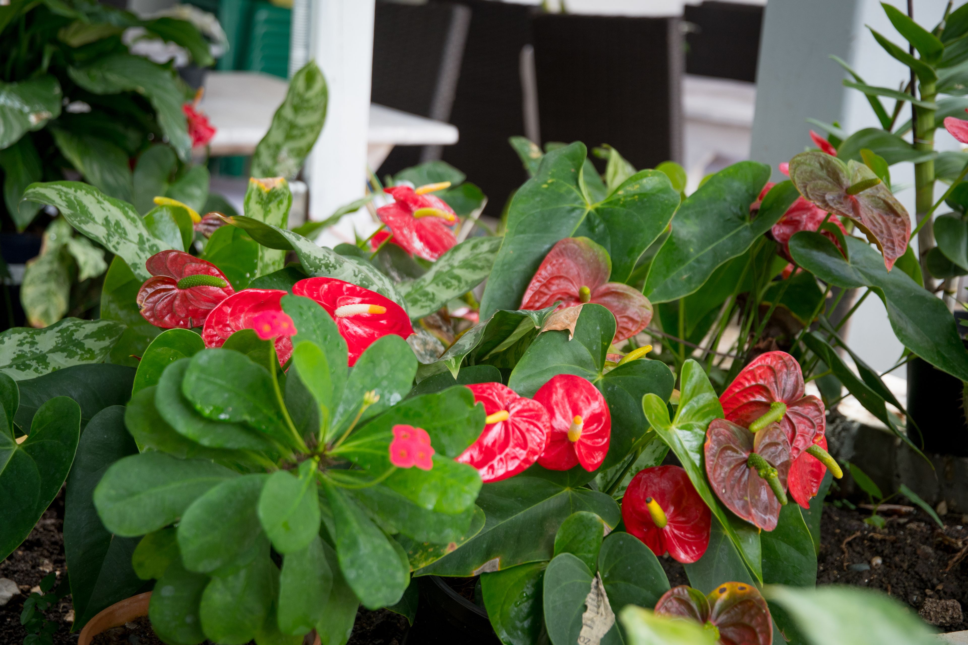 Foto - Hotel Neptuno Refugio