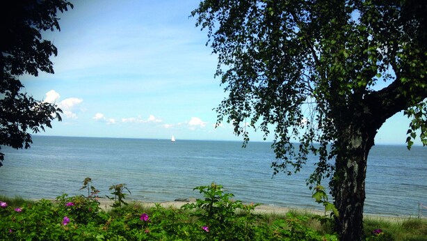 A coastal view with a tree and flowering plants in the foreground, a sandy beach, and a sailboat on the water. - Haus Stoertebeker Appartements - Hotel Garni (Lubmin)