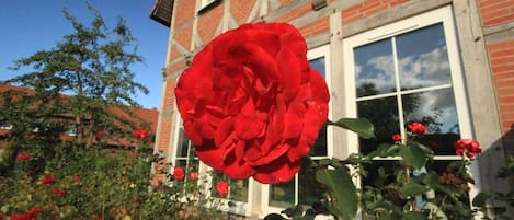 Uma rosa vermelha em frente a um edifício de tijolo com uma janela branca.