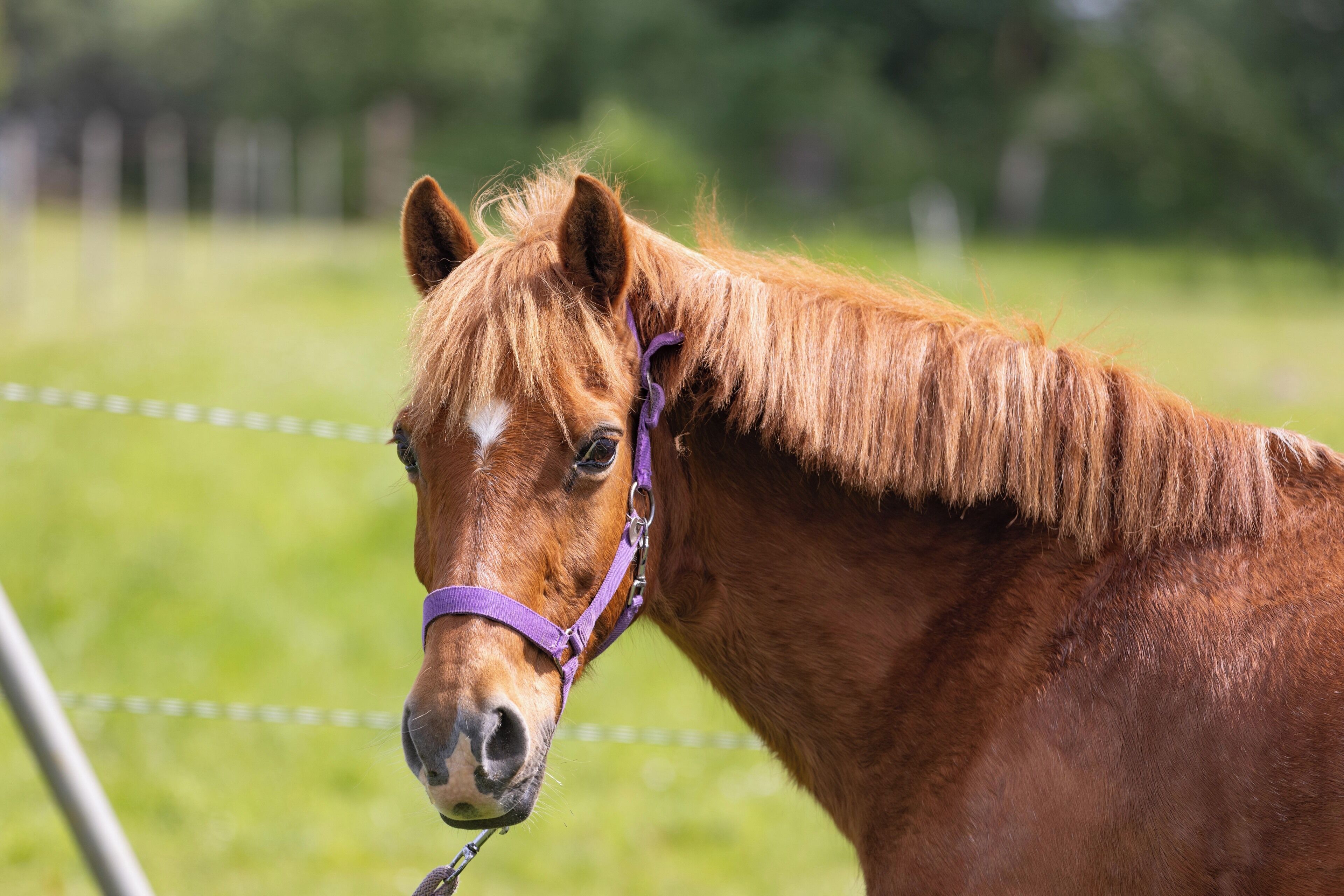 Um cavalo com freio roxo em um campo gramado.