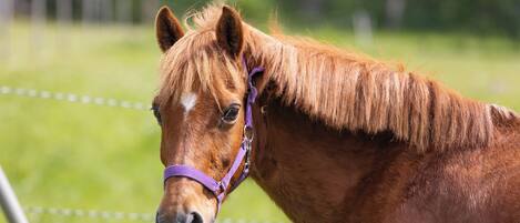A horse with a purple halter in a grassy field.