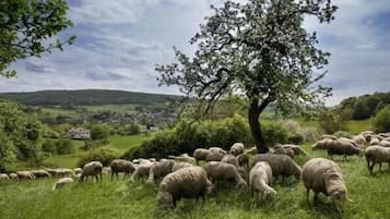 Paisaje rural con un rebaño de ovejas pastando cerca de un árbol.