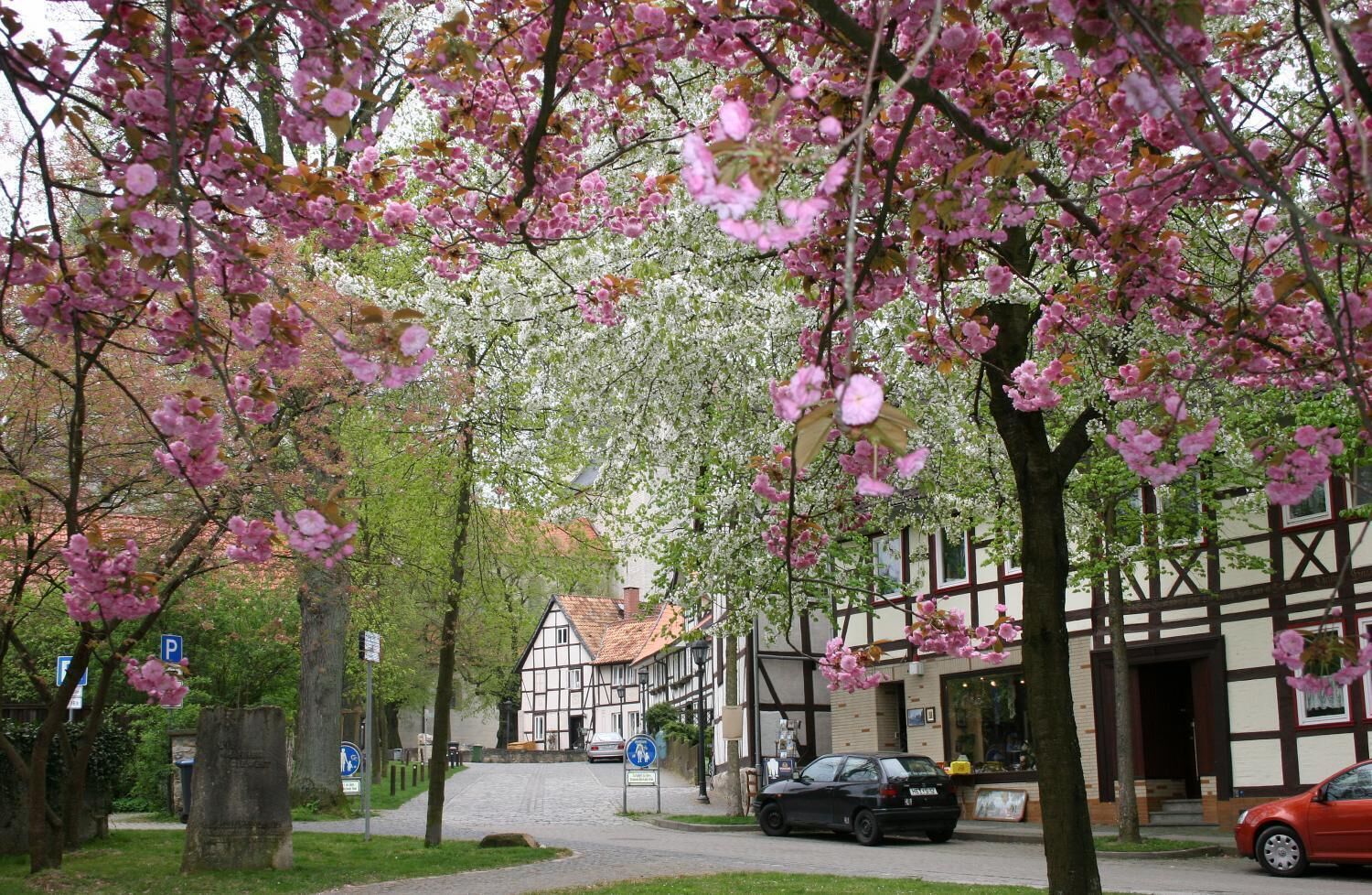A street lined with cherry blossom trees, a traditional half-timbered building, and parked cars.