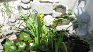 A garden with water features, including a pond and a small waterfall, surrounded by rocks and plants. - Gästehaus Kral (Erlangen)