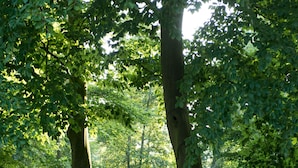 A paved pathway in a park with trees and greenery. - Hotel Mönter-Meyer (Bad Laer)