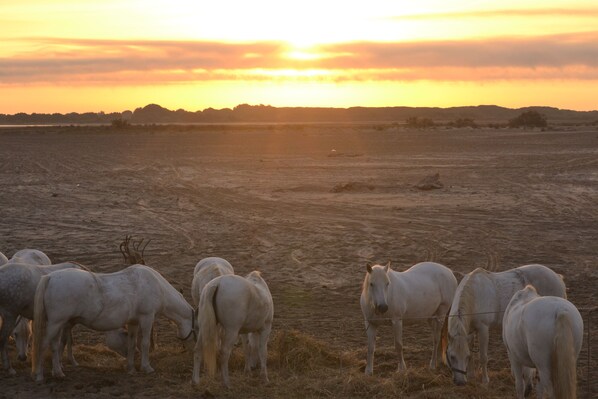 A group of white horses grazing in a field with a sunset in the background.