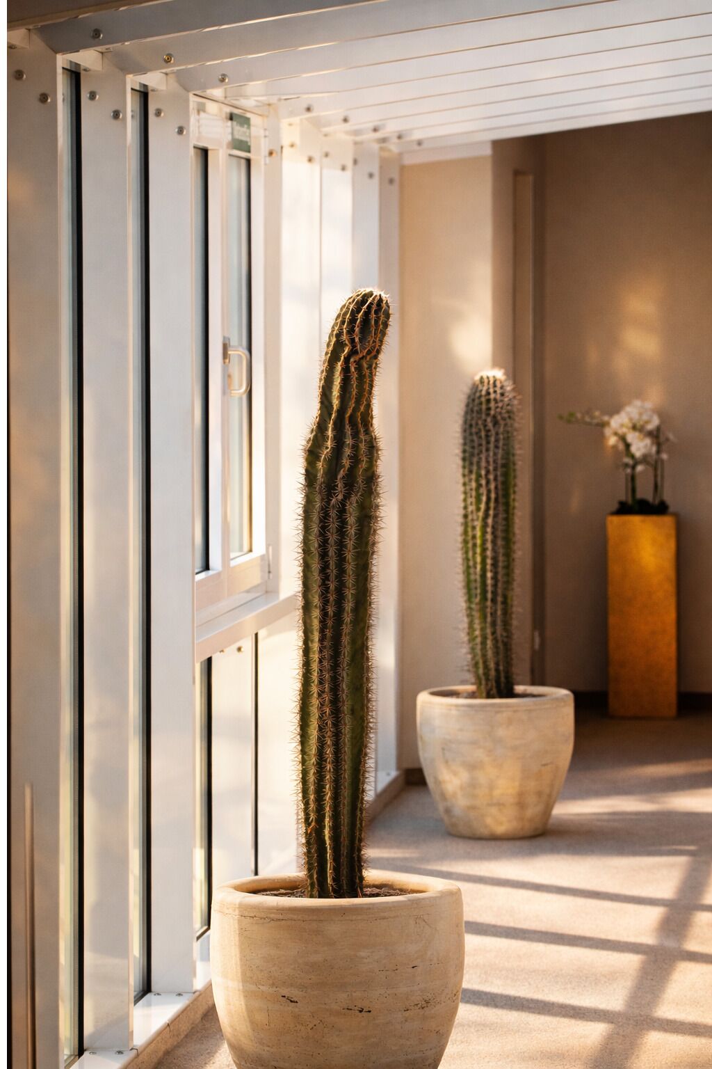 A hallway with two large potted cacti and a vase with flowers.