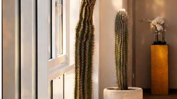 A hallway with two large potted cacti and a vase with flowers.