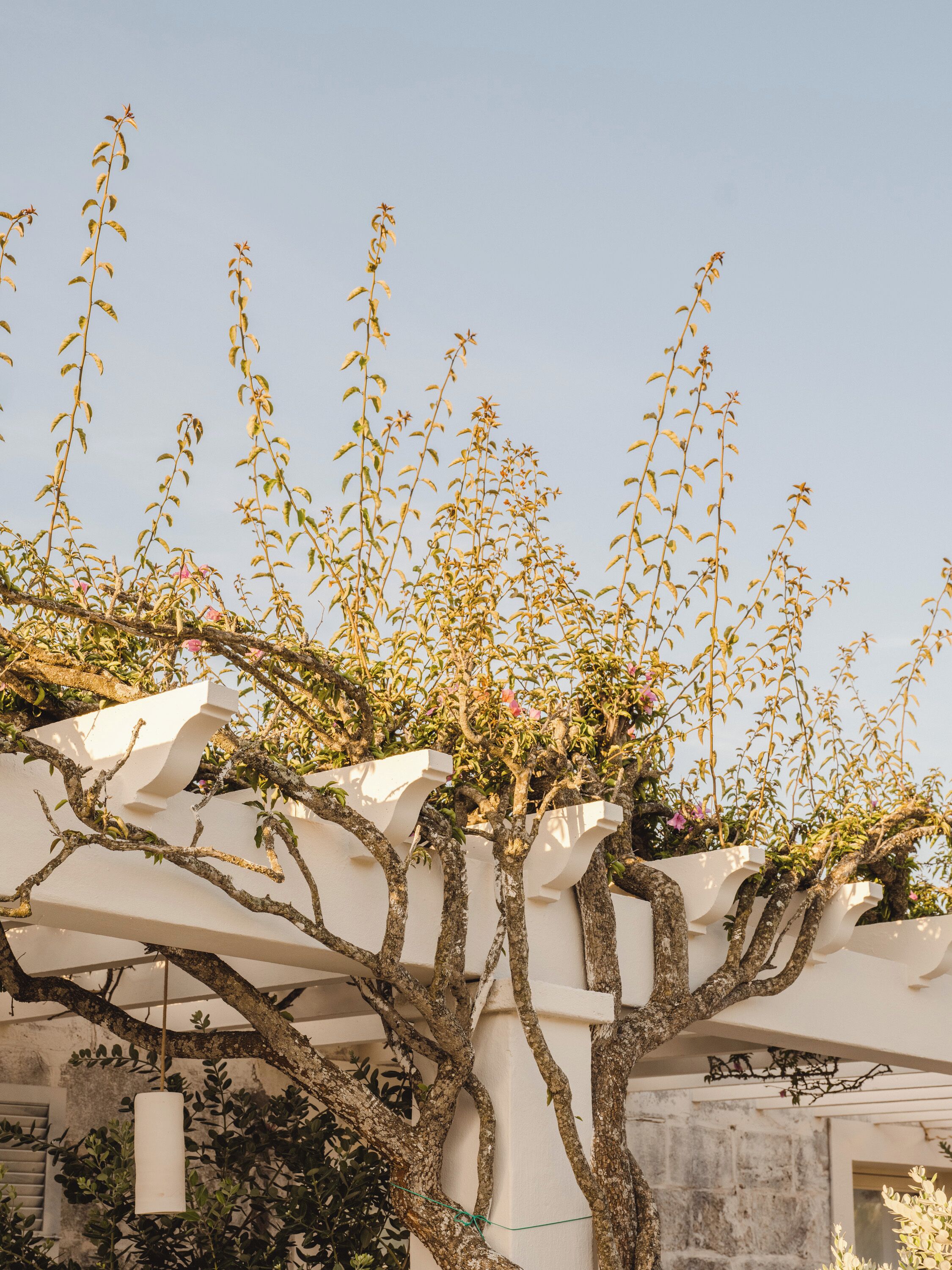 Ein Baum mit einer weißen Struktur darüber, möglicherweise eine Pergola oder ein Spalier, bewachsen mit Weinreben.