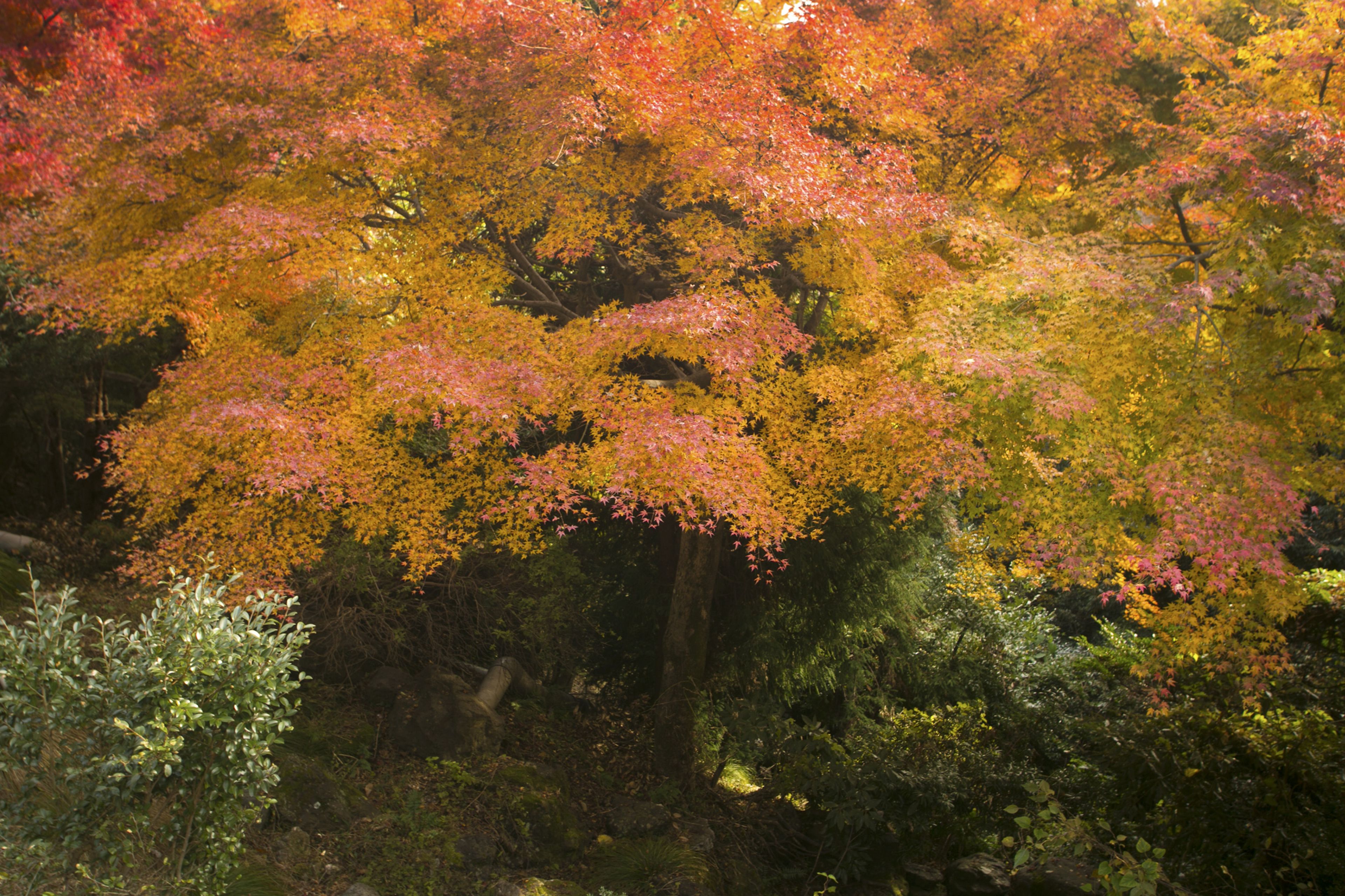 A dense forest with a variety of trees displaying autumn foliage.