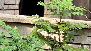 A bear enclosure with a stone wall and metal railing. - Brookside Lodge (Gatlinburg)