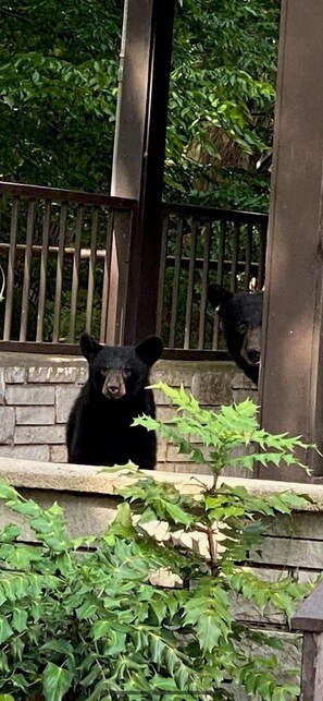 テラス / パティオ