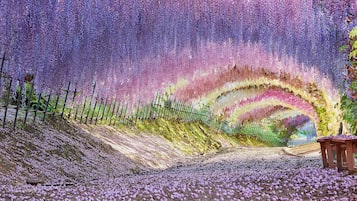 Un sentier bordé de fleurs violettes, un banc en bois et une clôture.