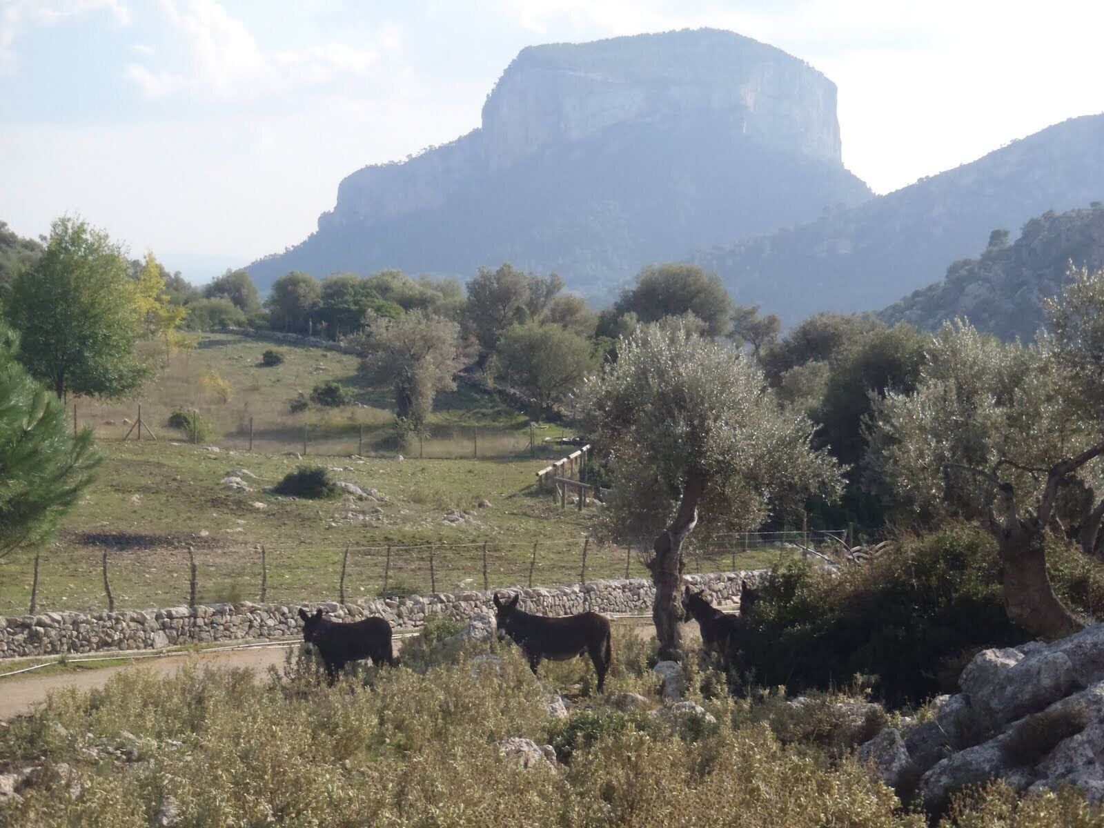 Paisaje rural con vacas pastando, árboles y una montaña al fondo.