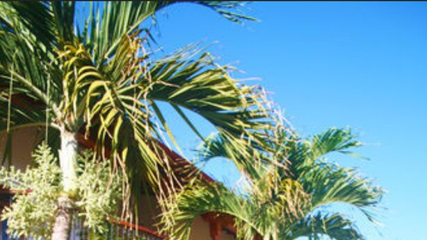 A resort with a swimming pool, palm trees, and a building with balconies. - Hotel Xalteva (Granada)