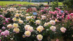 A garden with various types of roses, including yellow and pink varieties, and a greenhouse structure in the background. - Chofu Creston Hotel (Chofu)