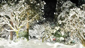 Een sneeuwbedekte tuin met bomen en een klein gebouw.