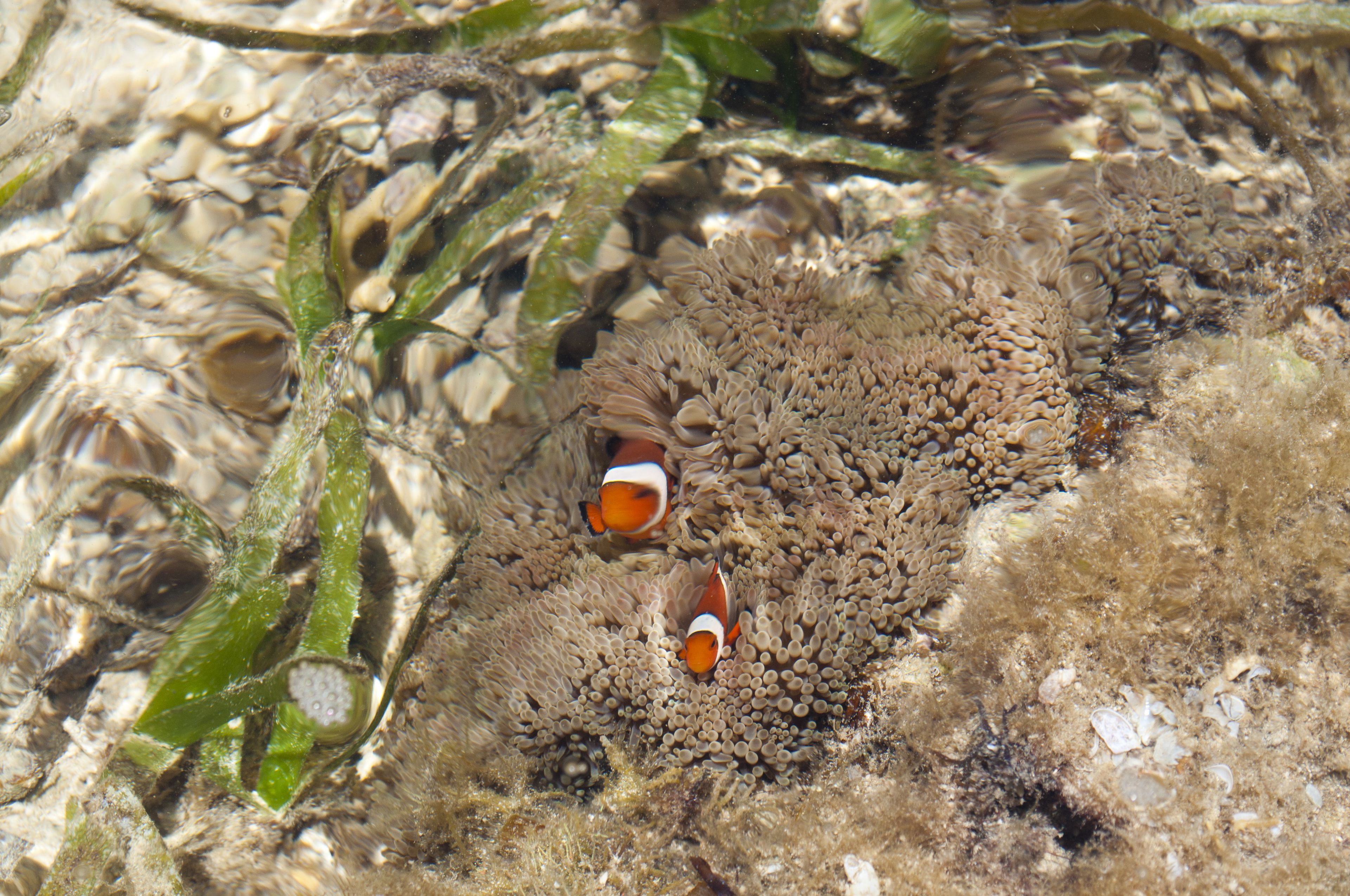 Foto - Rizzan Sea Park Hotel Tancha Bay