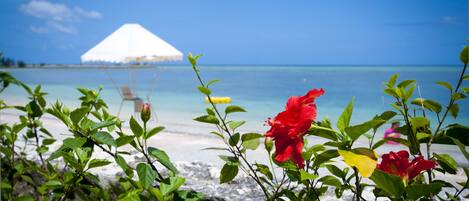 A beach view with a white dome structure, clear blue sky, and red flowers in the foreground.