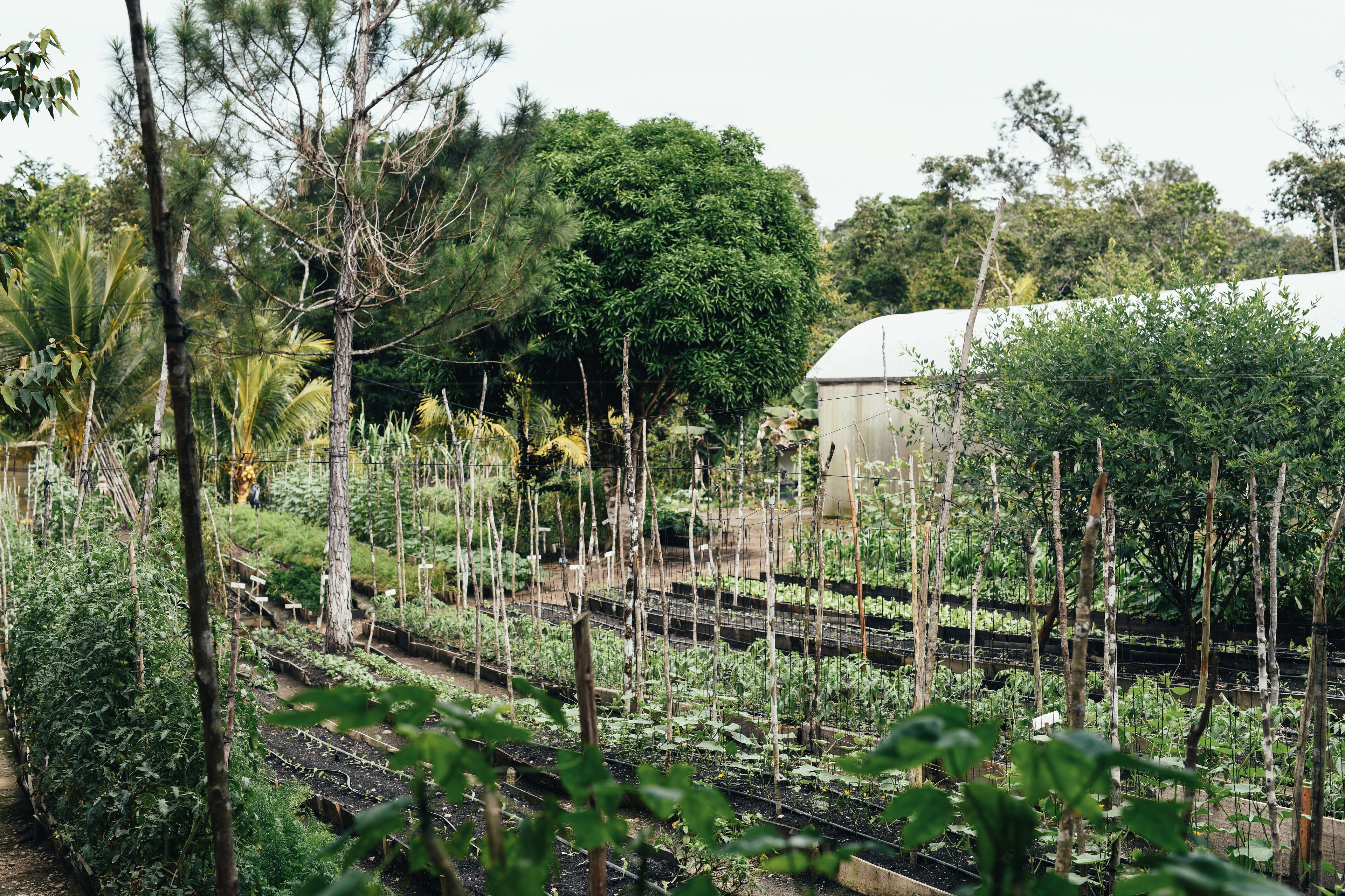 A greenhouse with rows of plants and trees in the background.