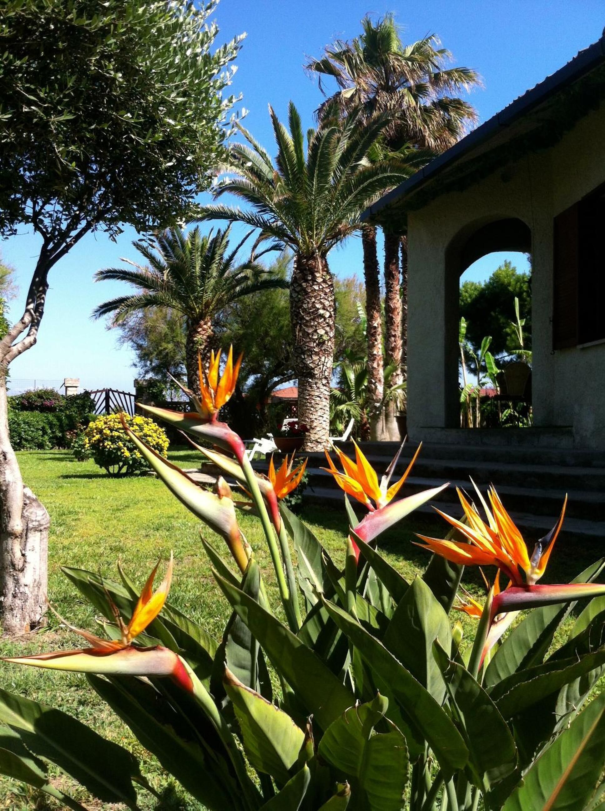 A garden with palm trees and bird of paradise flowers in front of a building with a covered patio.