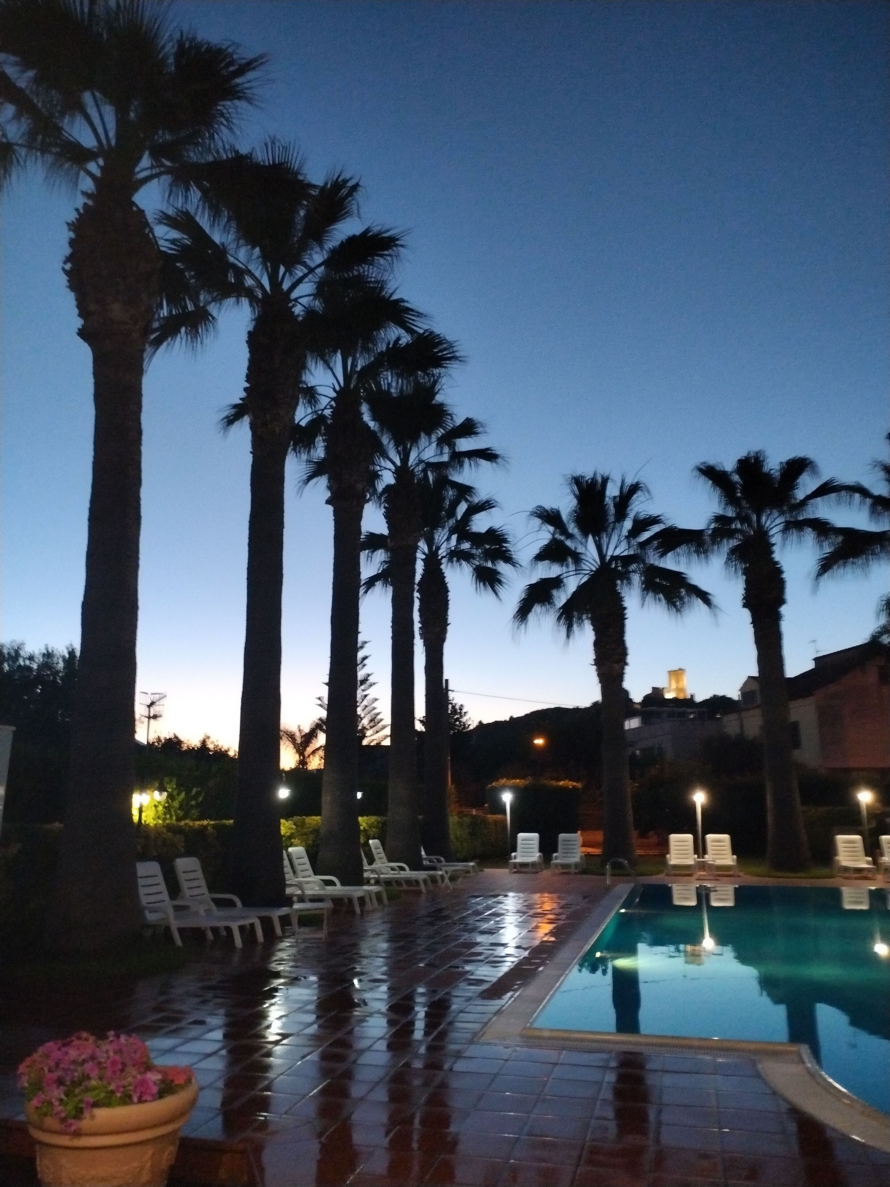 Un área junto a la piscina con palmeras y sillones de descanso.