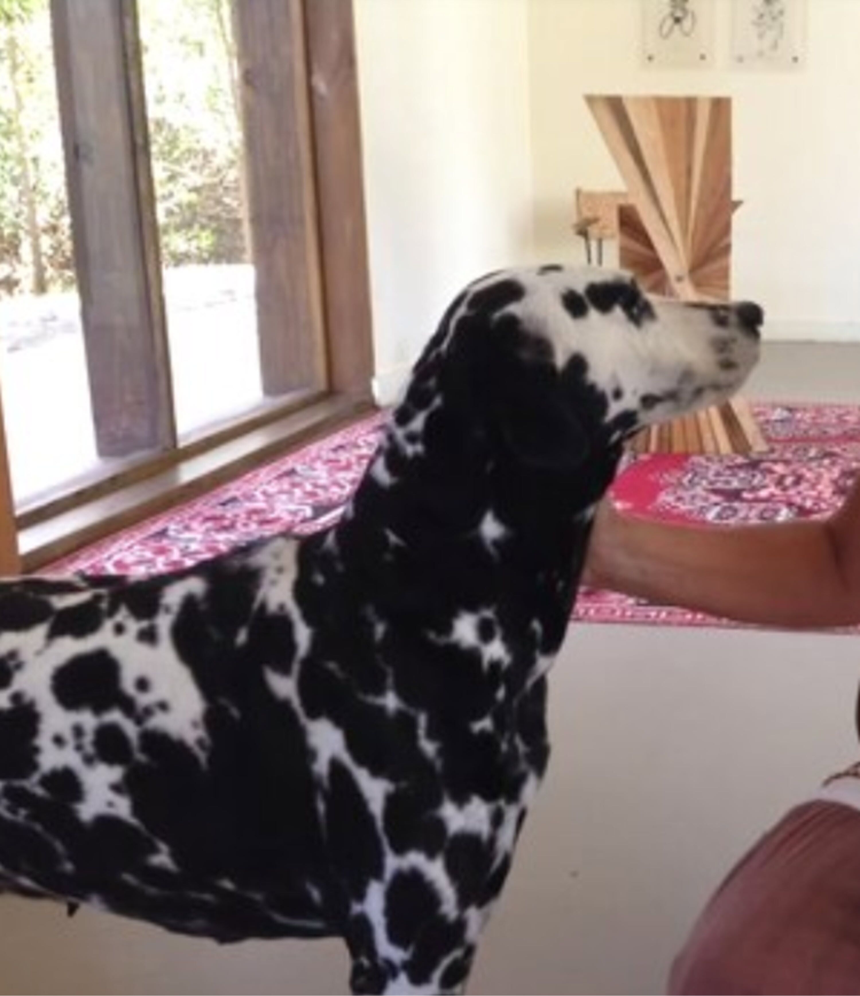 A dog standing indoors with a window and a patterned rug.