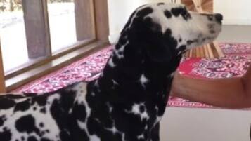 A dog standing indoors with a window and a patterned rug.
