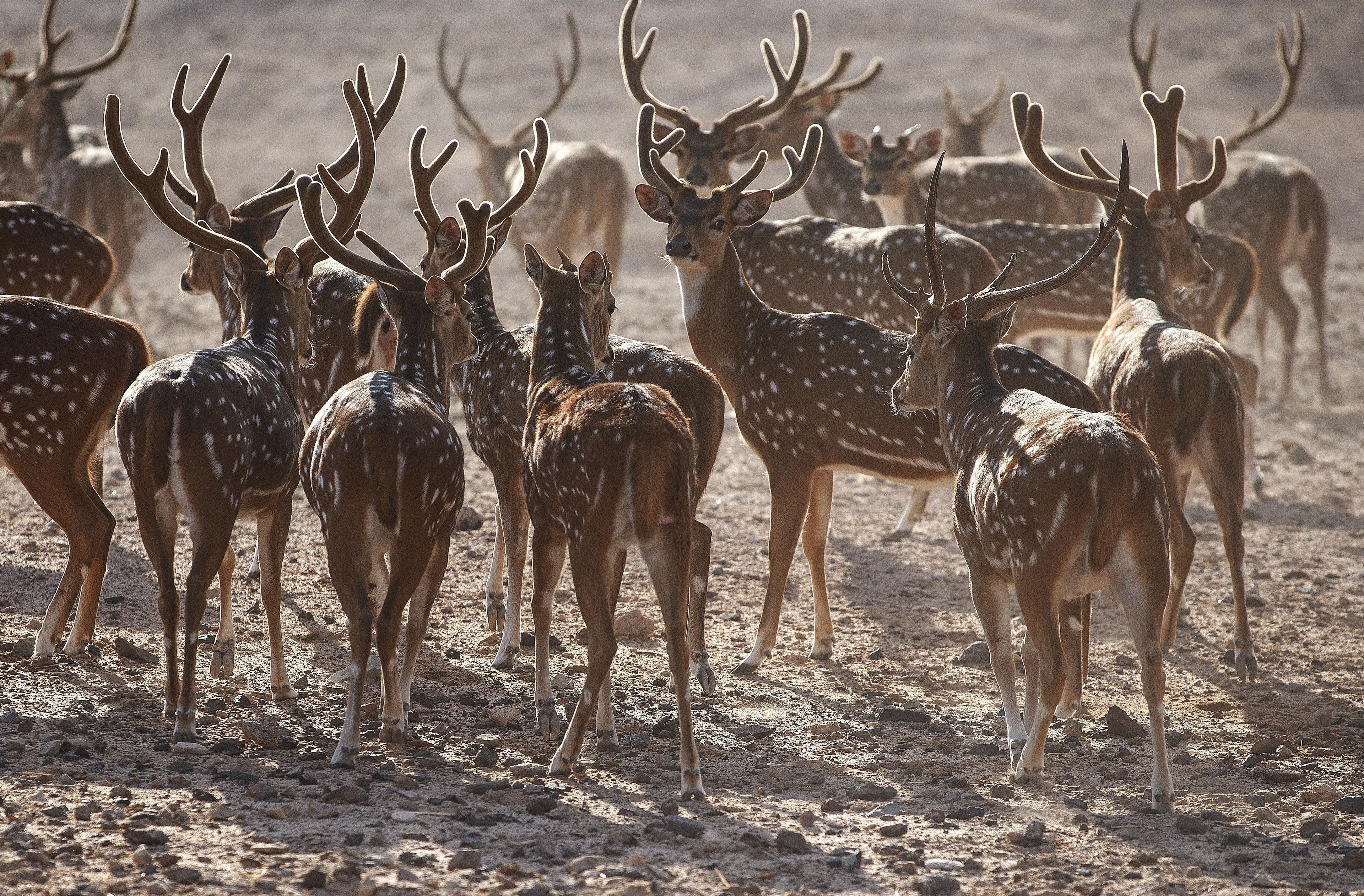 A group of deer with antlers in a natural setting.