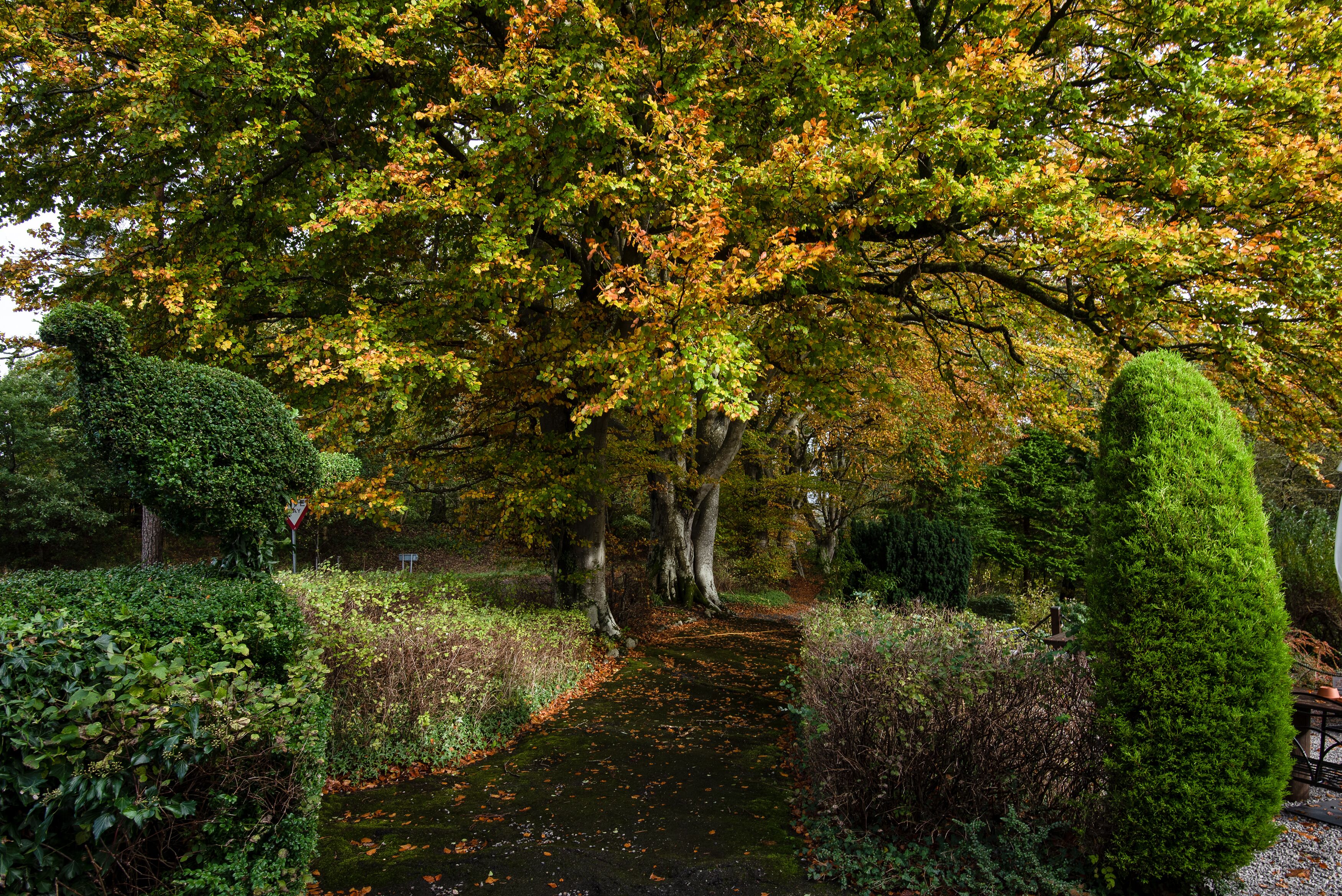 A pathway through a garden with neatly trimmed hedges and trees with autumn leaves.