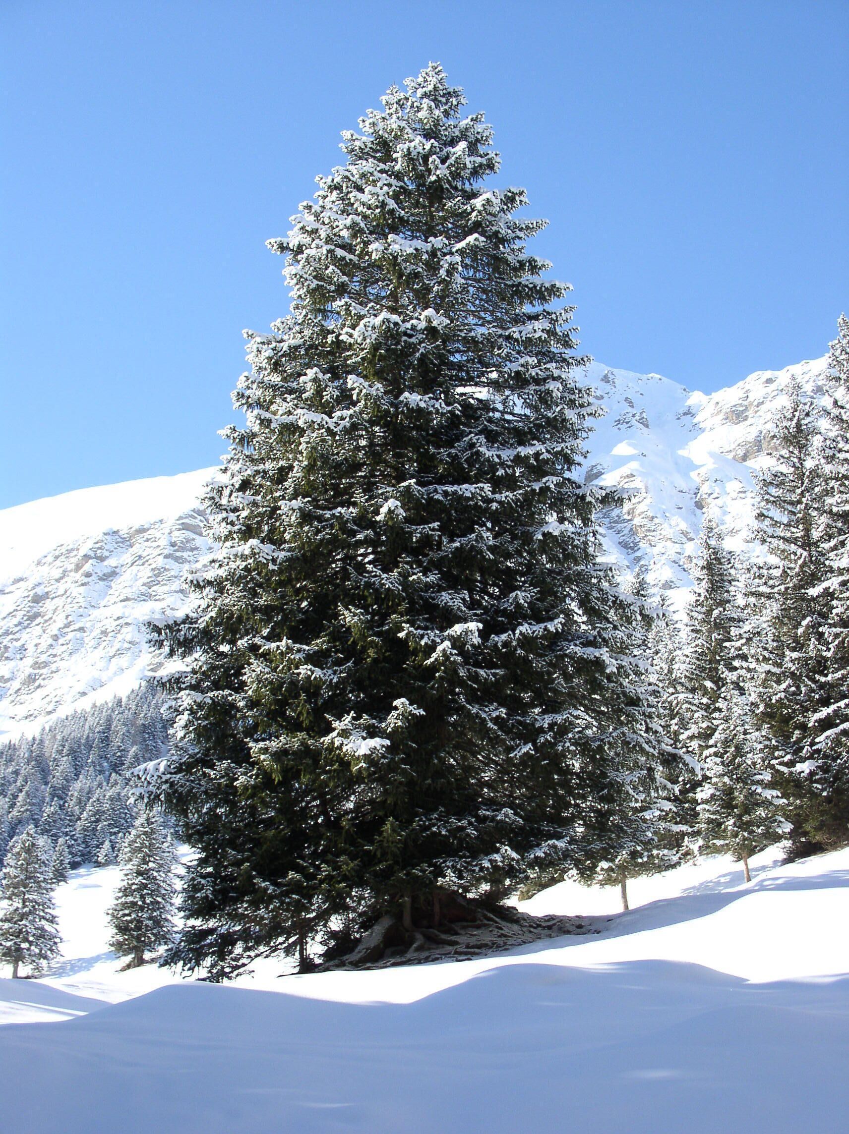 Un arbre conifère recouvert de neige dans une région montagneuse.