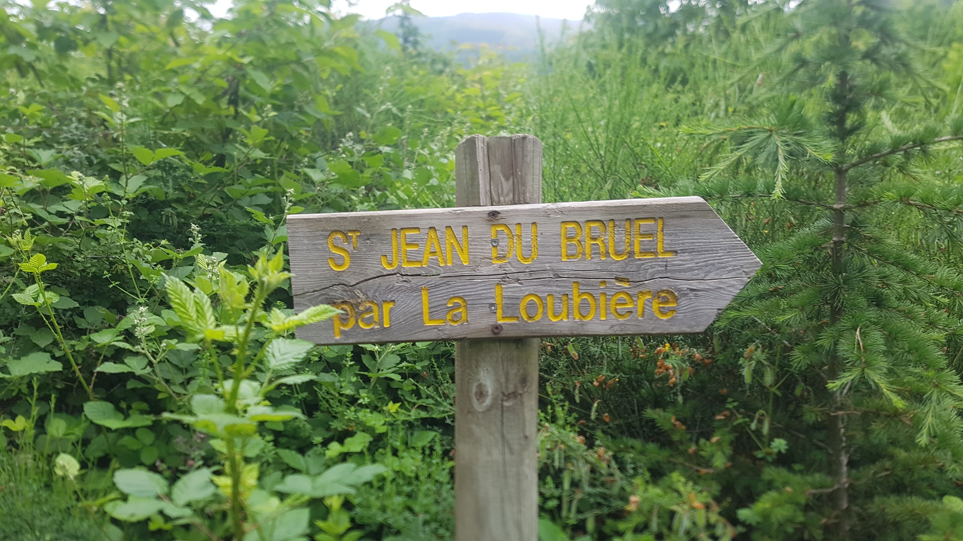 A wooden signpost with text in a foreign language, surrounded by lush greenery.