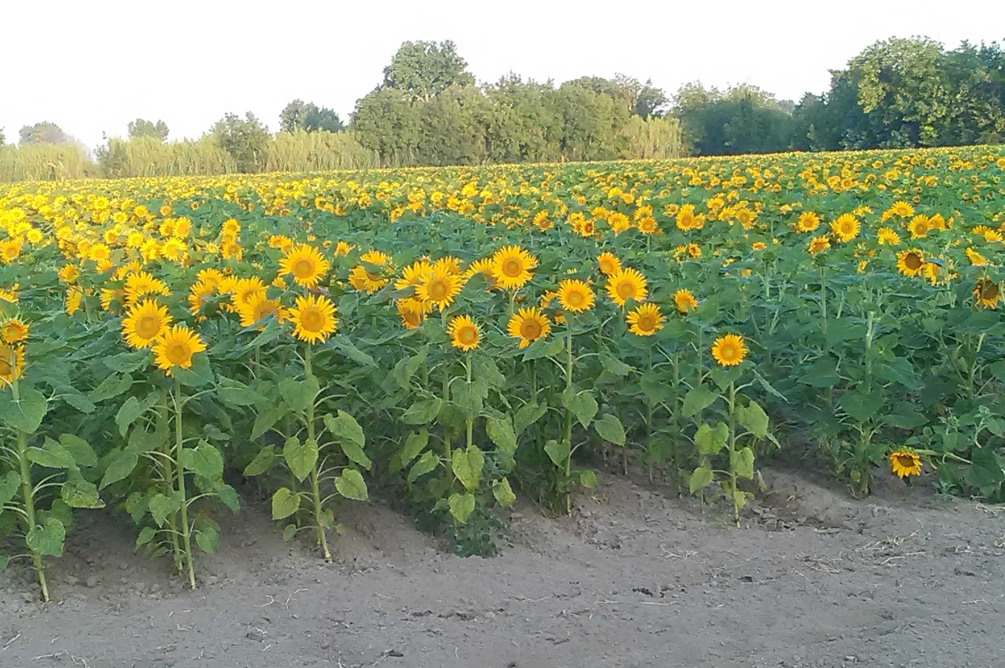 Un campo di girasoli con file ordinate di girasoli e alberi sullo sfondo.