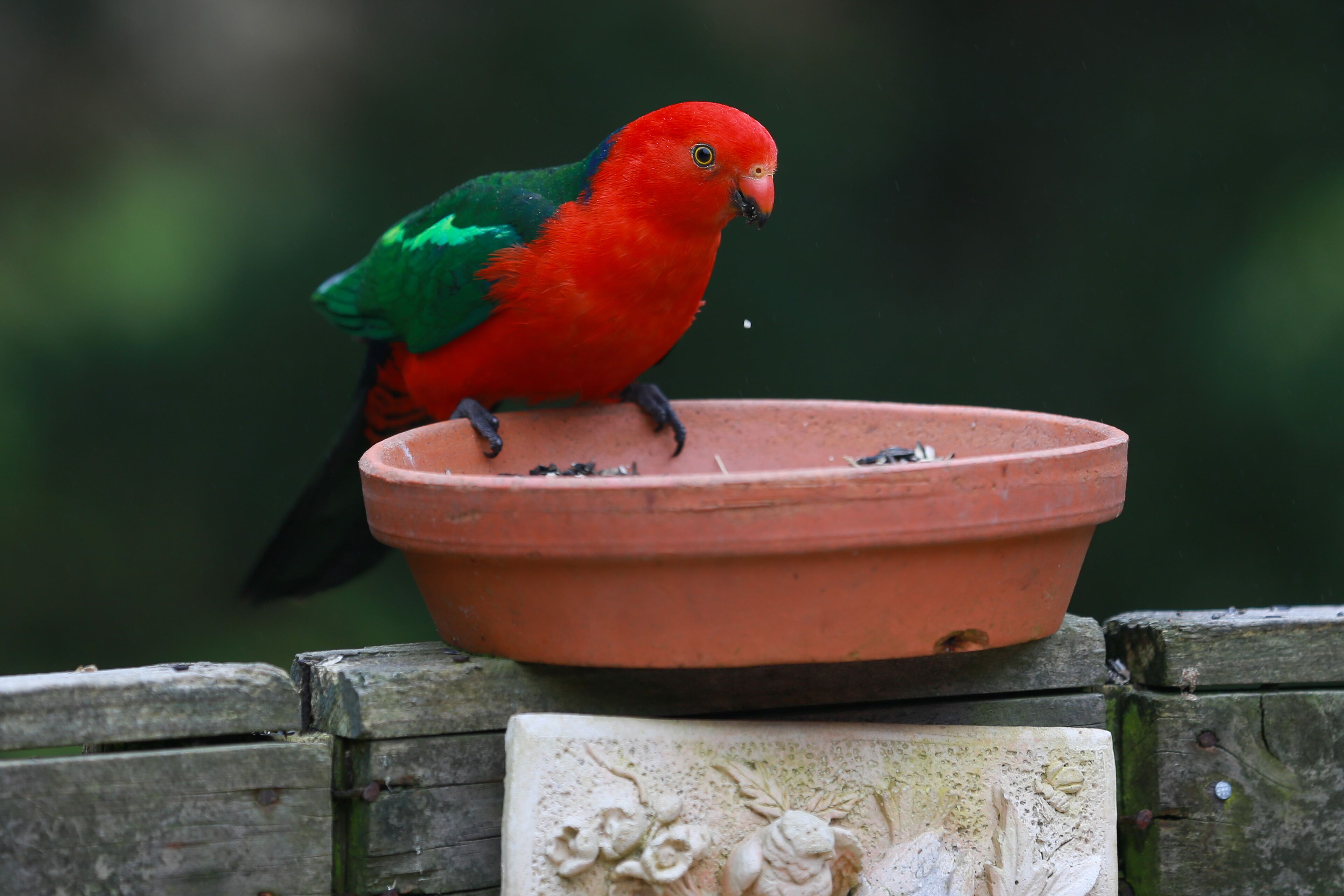 Un perroquet était perché sur un bol en terre cuite.