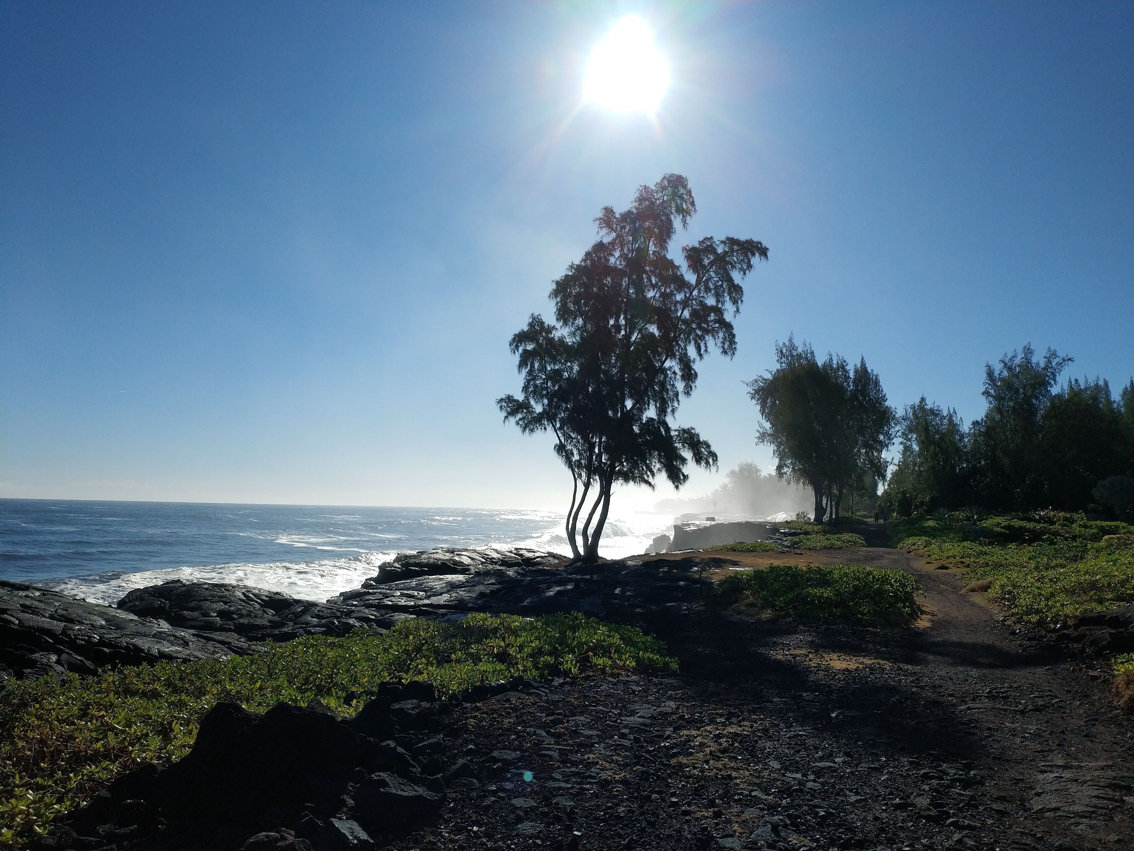 Uma trilha costeira rochosa com vista clara do oceano e uma árvore em primeiro plano.