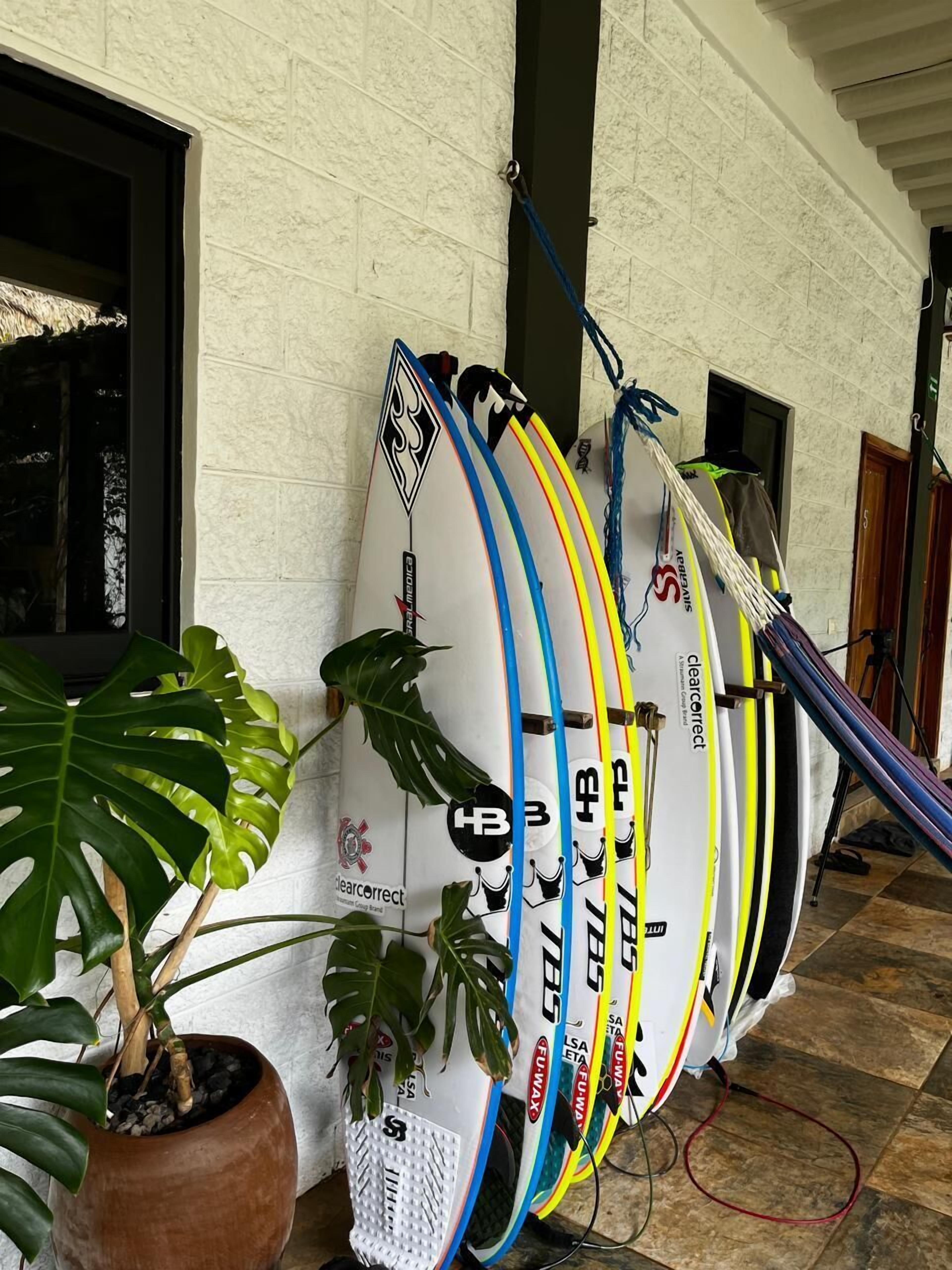 En rad surfbrädor lutade mot en vägg, med en krukväxt i förgrunden.