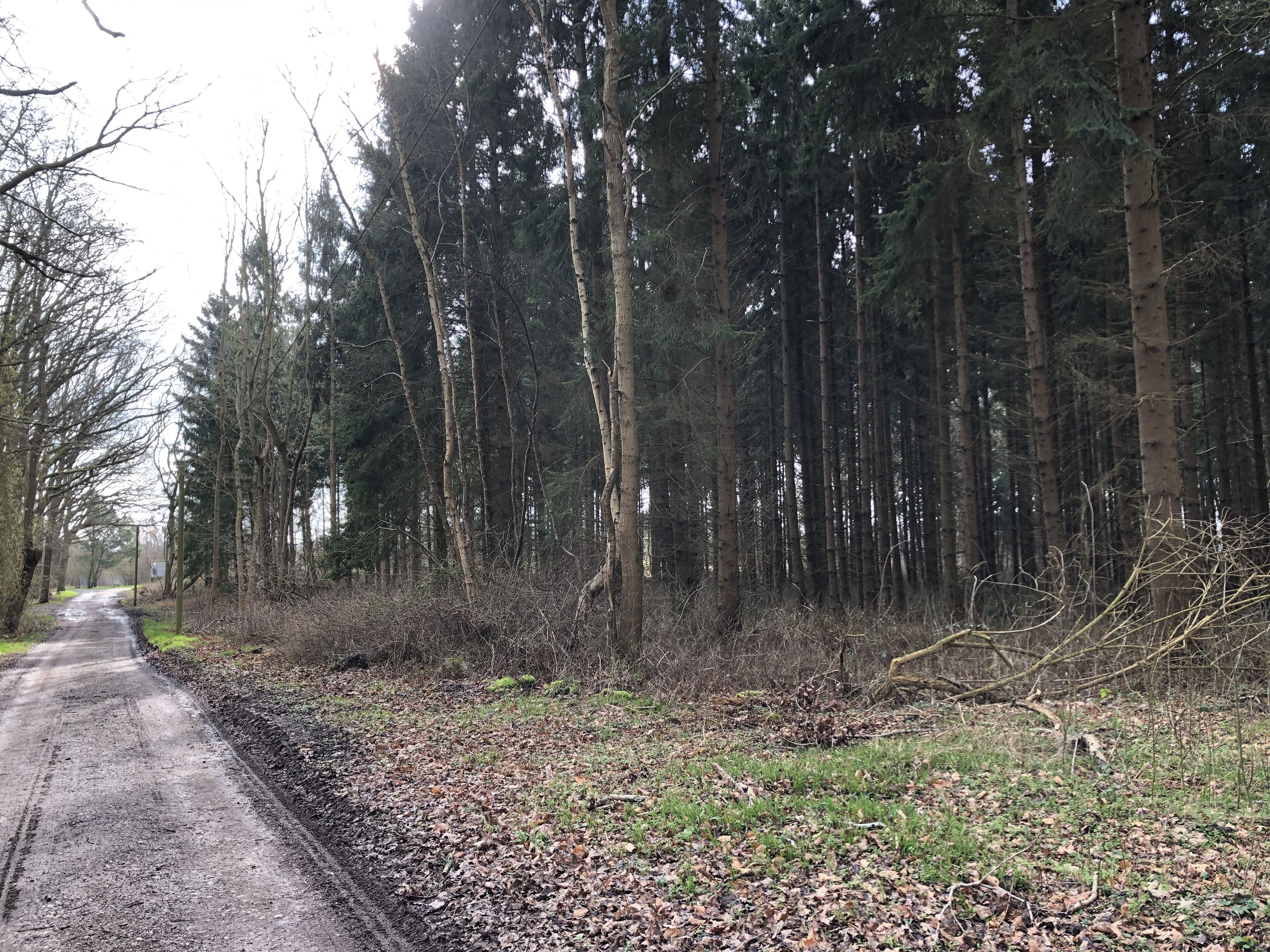 A forested area with a narrow, unpaved road.