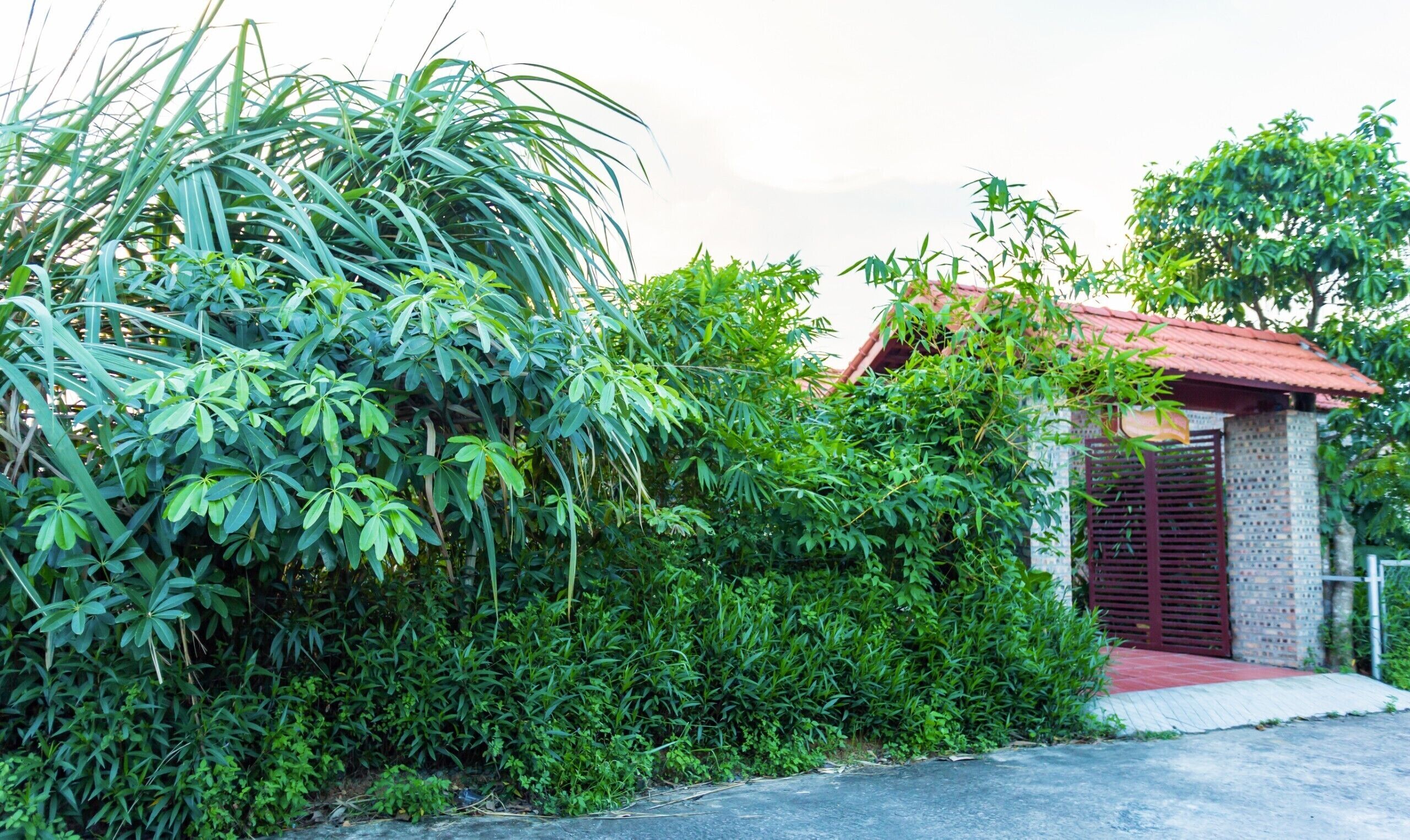 A house surrounded by dense greenery, with a small brick structure and a metal gate.