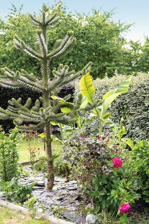 A garden with a variety of plants, including a prominent tree with a unique shape and a small palm tree.