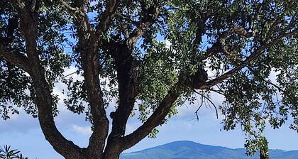 Villa swimming pool sea view domaine Beauvallon Bartole