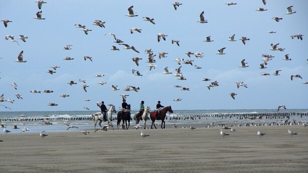 A beach scene with horseback riders and seagulls. - Studio Casa Marina in Sainte Cécile Plage (Sainte-Cécile Plage)