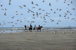 A beach scene with horseback riders and seagulls. - Studio Casa Marina in Sainte Cécile Plage (Sainte-Cécile Plage)
